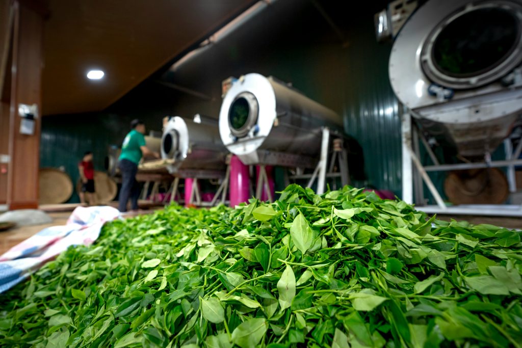 Fresh green tea leaves in a processing facility with workers in the background.-paramount